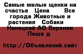 Самые милые щенки на счастье › Цена ­ 1 - Все города Животные и растения » Собаки   . Ненецкий АО,Верхняя Пеша д.